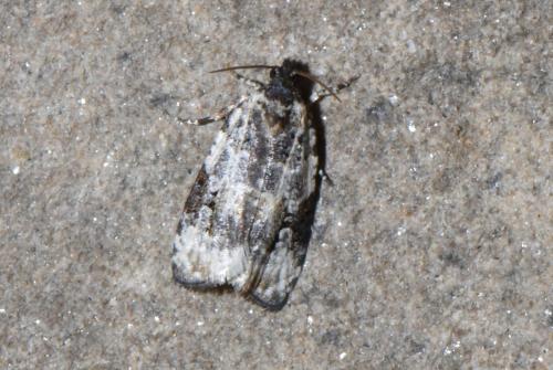 Réf. 238 056 : Celypha woodiana